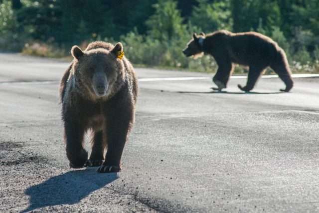 beperkende overtuigingen beren op de weg zien